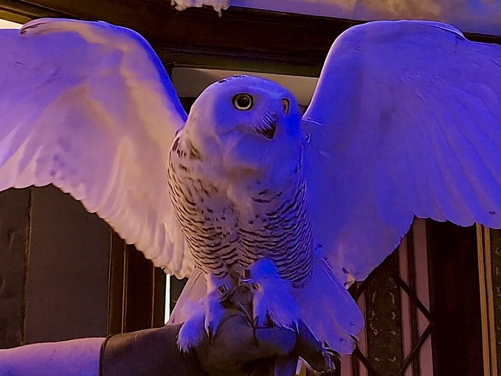 0c36d349-7219-4951-b27a-7717e7f4c510-jpg